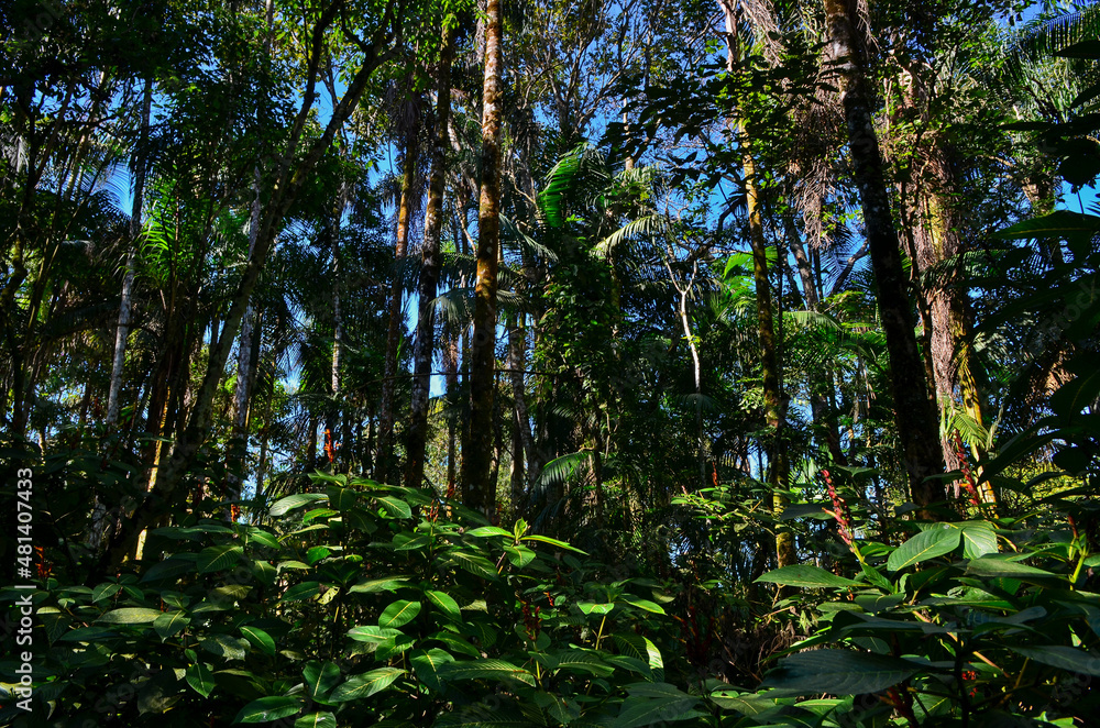 The lush rainforest of the lower sector of Itatiaia National Park, Itatiaia, Rio de Janeiro, Brazil The lush rainforest of the lower sector of Itatiaia National Park, Itatiaia, Rio de Janeiro, Brazil