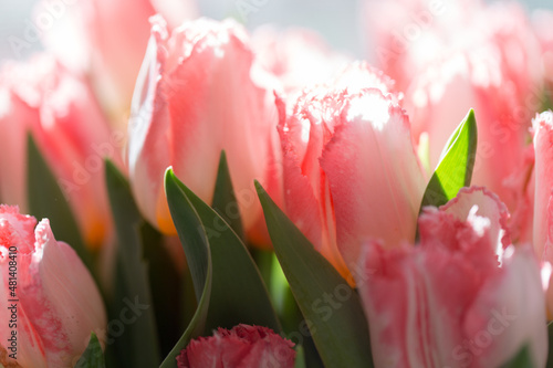 Fototapeta Naklejka Na Ścianę i Meble -  Spring bouquet. beautiful large bouquet of pink tulips, sunny day