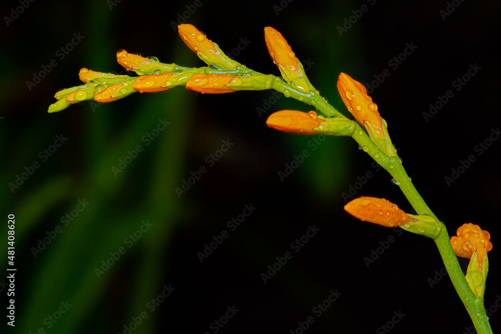 Close up Shot of a Green and Orange Flower Close up Shot of a Green and Orange Flower