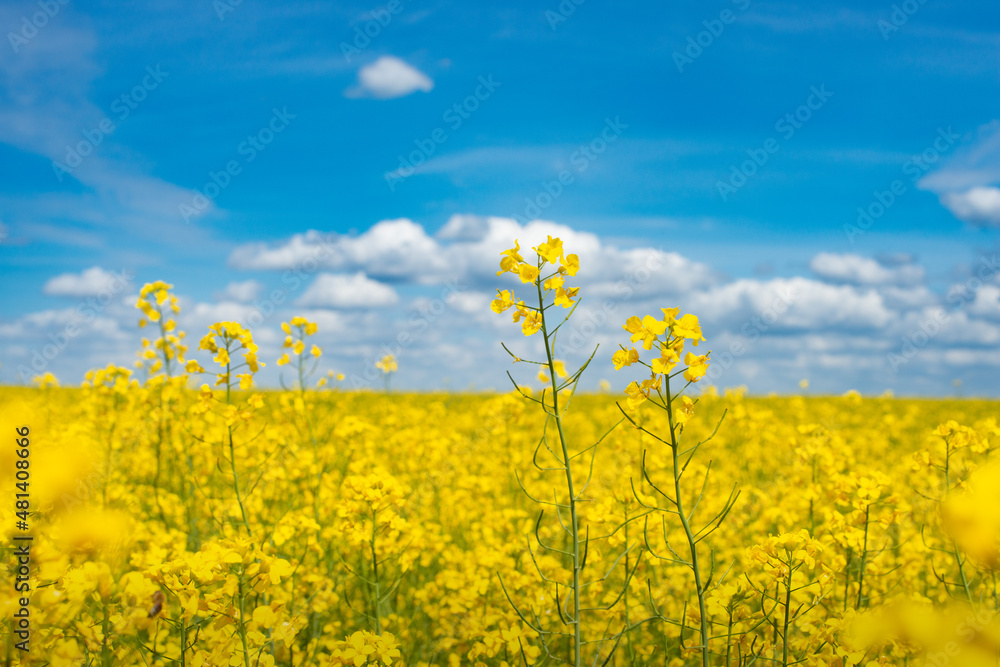 Blooming Canola field summer time. Closeup view at flovers