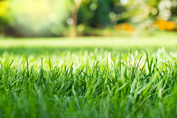Fotobehang Groen Mowed green backyard grass under trees closeup view  © Mikhailov Studio