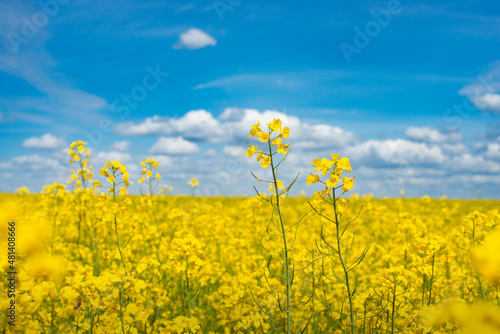 Blooming Canola field summer time. Closeup view at flovers