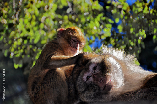Schilderij op canvas Delousing monkeys