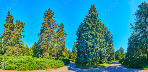 Panorama of coniferous park of Kyiv Botanical Garden, Ukraine photo