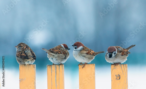 flock of small sparrow birds are sitting on a wooden fence in the village