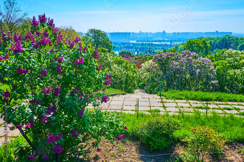 Walk among the blooming lilacs, Kyiv Botanical Garden, Ukraine photo