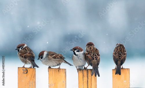 flock of small sparrow birds are sitting on a wooden fence in the village