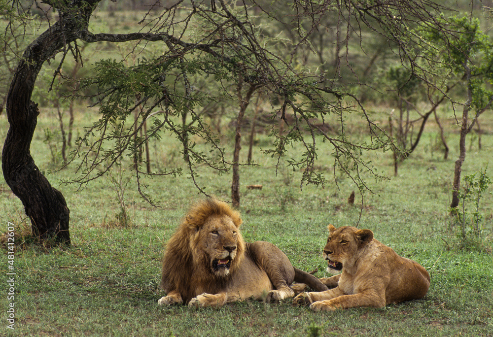 Naklejka premium lion, Panthera leo, Kenya, Afrique