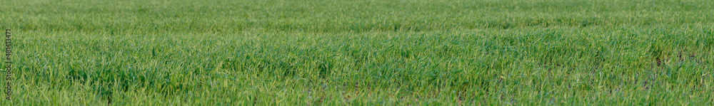Panorama of young green grass. Selective focus. Shallow depth of field Panorama of young green grass. Selective focus. Shallow depth of field