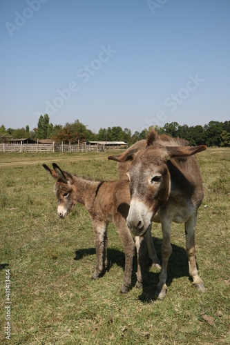 Little donkey in nature reserve Zasavica, near Sremska Mitrovica. 