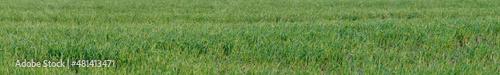 Panorama of young green grass. Selective focus. Shallow depth of field