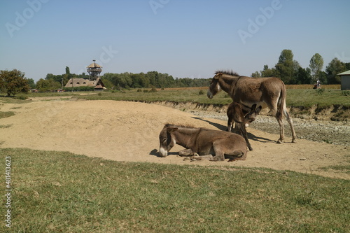 Little donkey in nature reserve Zasavica, near Sremska Mitrovica.  photo