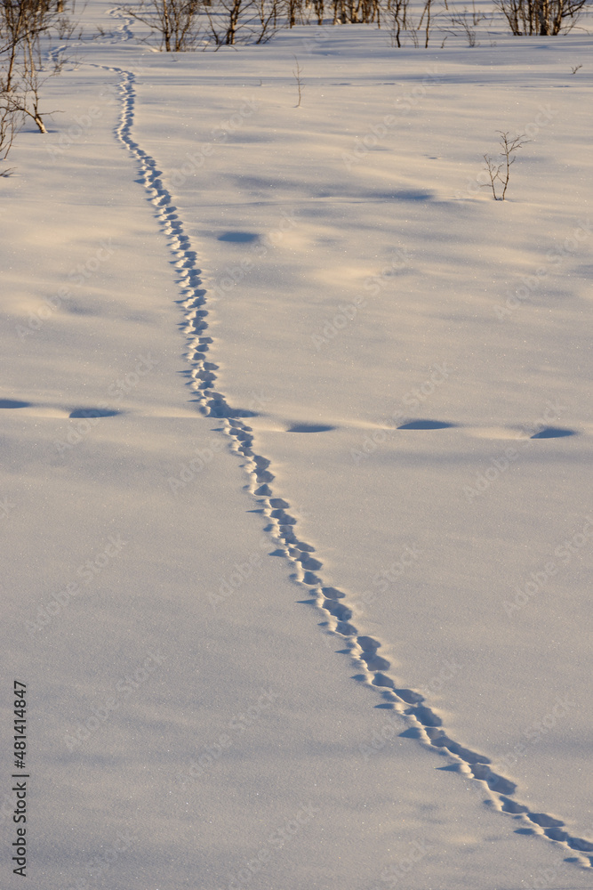 wolverine tracks wolverine tracks
