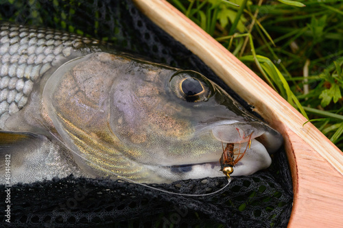 flyfishing for grayling
