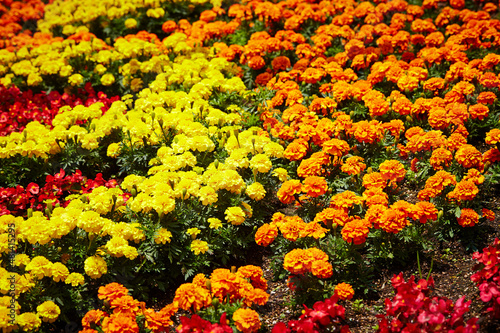 various flowers in the garden