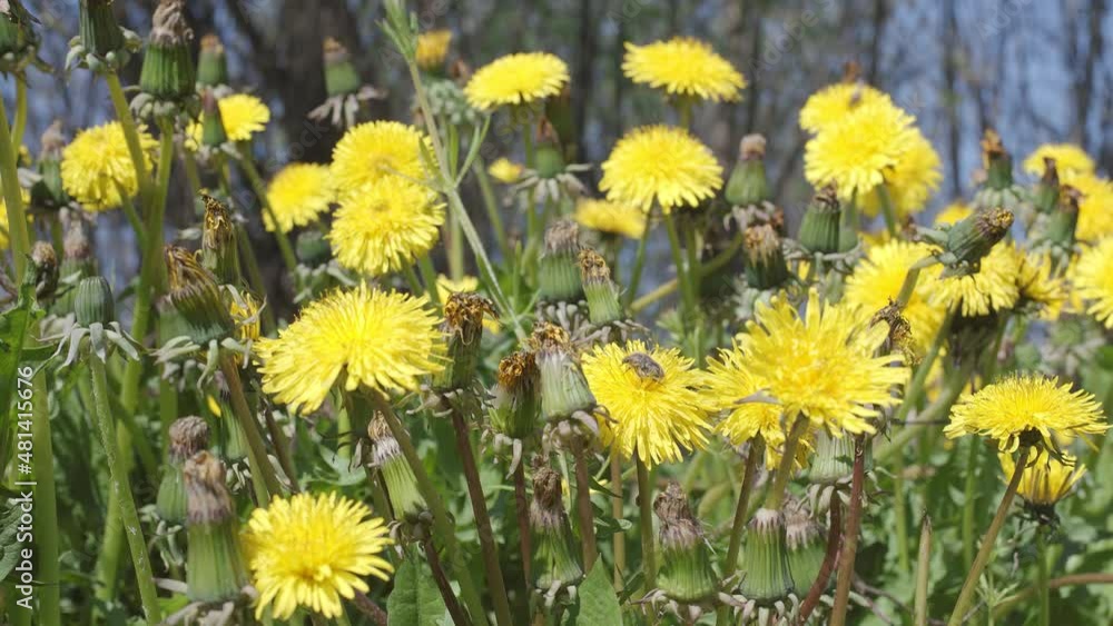 Slow motion along a blooming dandelion field close, bees and other insects flying around. Nature background. Slow motion along a blooming dandelion field close, bees and other insects flying around. Nature background.