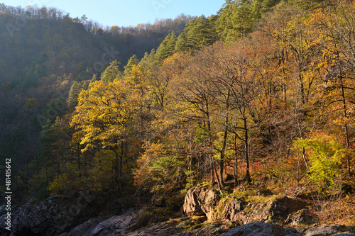 Autumn trees in mountain forest