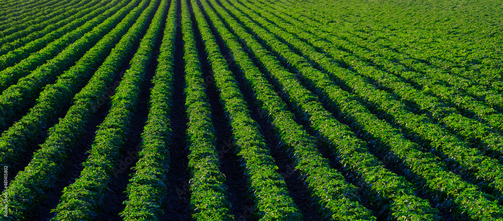 Farm Field of Green Lush Crops Growing in Rows or lines Farm Field of Green Lush Crops Growing in Rows or lines