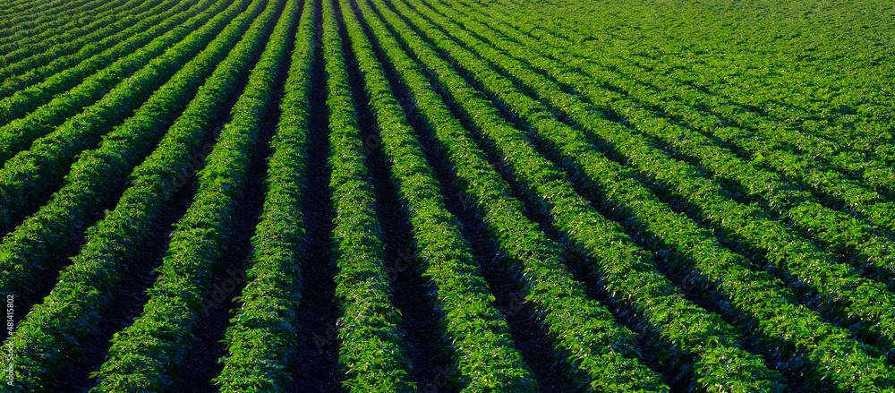 Farm Field of Green Lush Crops Growing in Rows or lines