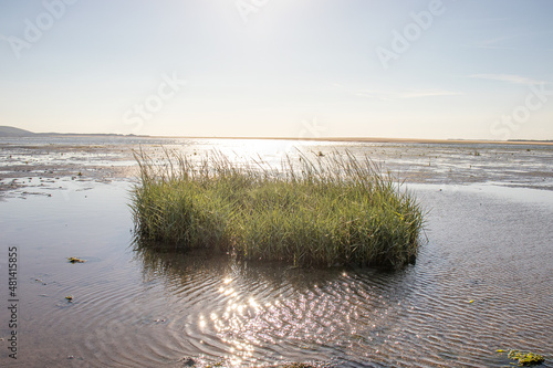 Fototapeta Naklejka Na Ścianę i Meble -  Grass island on the shore.