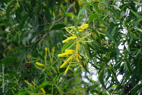 Acacia aneura flower (also called mulga, true mulga, akasia) with a natural background