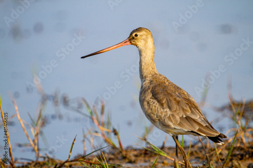 Black Tailed Godwit at Chilka Bird Sanctuary in Orrisa in India photo