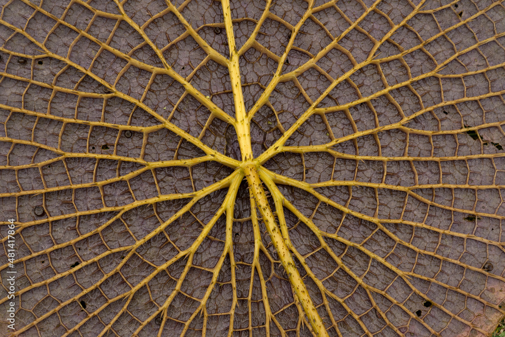 Giant amazon water lily leaf underside. Closeup view of Victoria