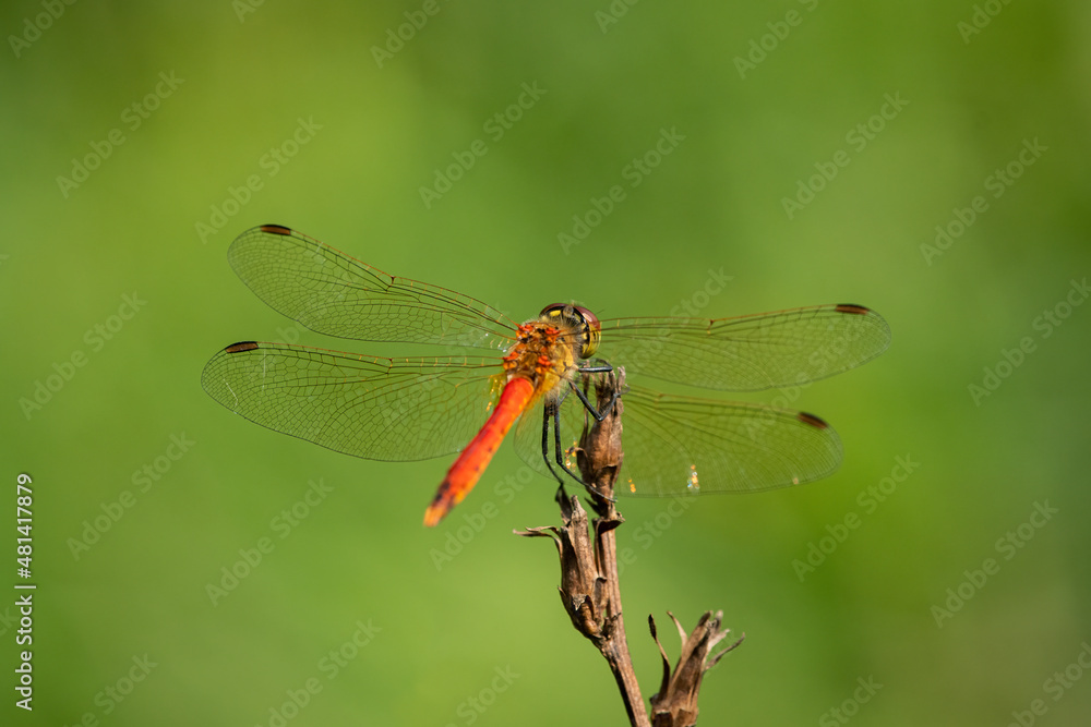 A spotted darter dragonfly resting on a plant