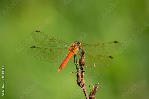 A spotted darter dragonfly resting on a plant © Stefan