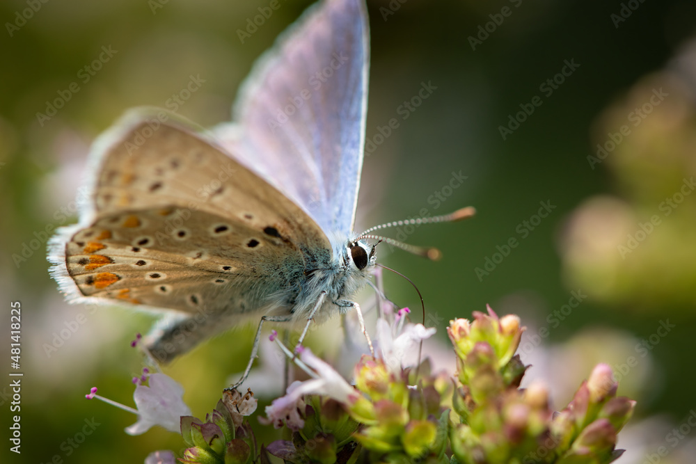 A common blue butterfly sitting on a flower A common blue butterfly sitting on a flower