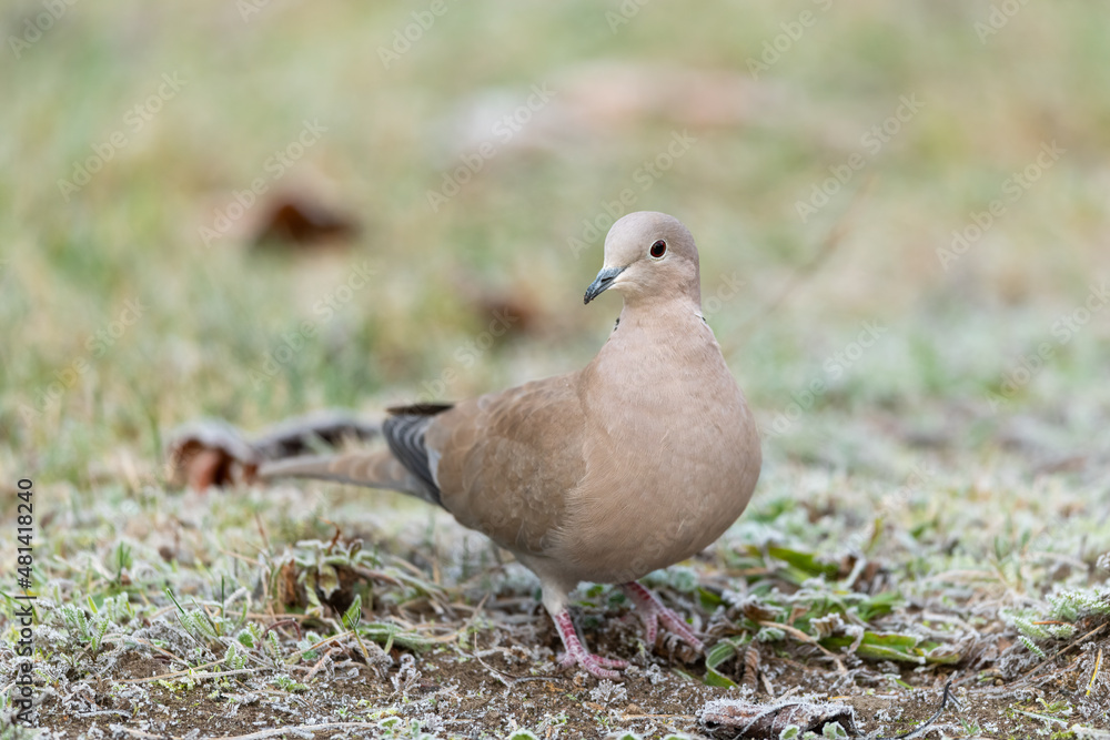 A Eurasian Collared Dove walking in the meadow on a cold morning in winter A Eurasian Collared Dove walking in the meadow on a cold morning in winter