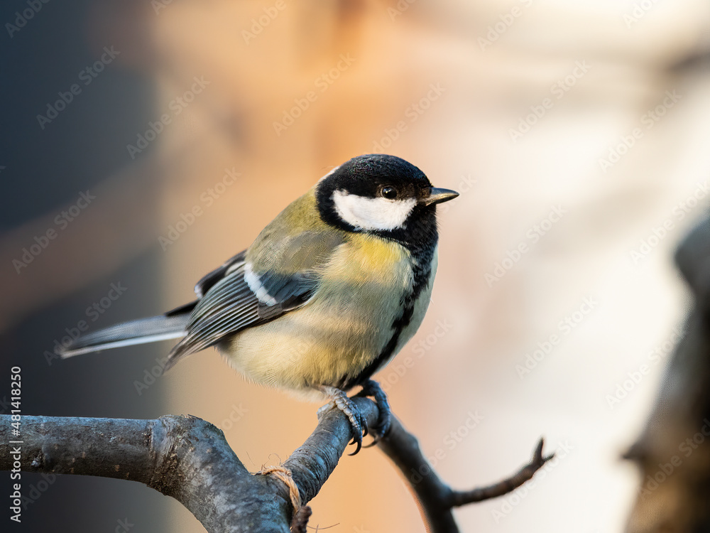 Obraz premium A great tit sitting on a twig
