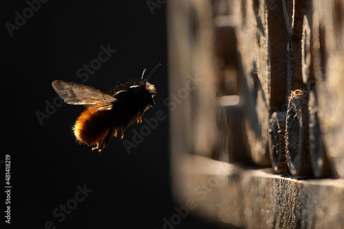 Osmia wall bee flying in front of nest photo