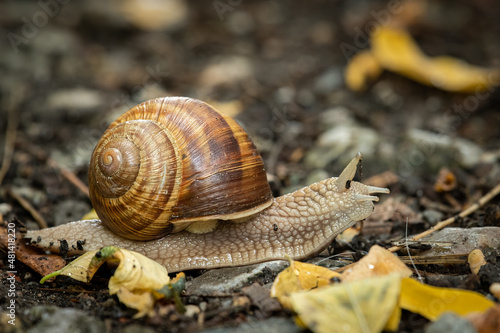 A Burgundy snail on the forest ground