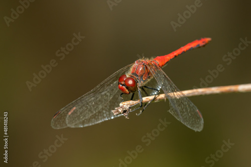 A ruddy darter dragonfly resting on a plant