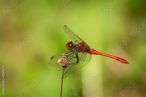 A ruddy darter dragonfly resting on a plant