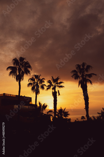Palm trees at sunset © Marek