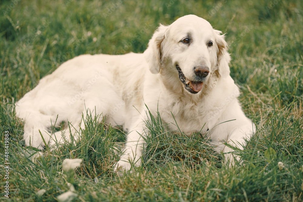 Portrait of a golden retriever dog sitting at a large grass field Portrait of a golden retriever dog sitting at a large grass field