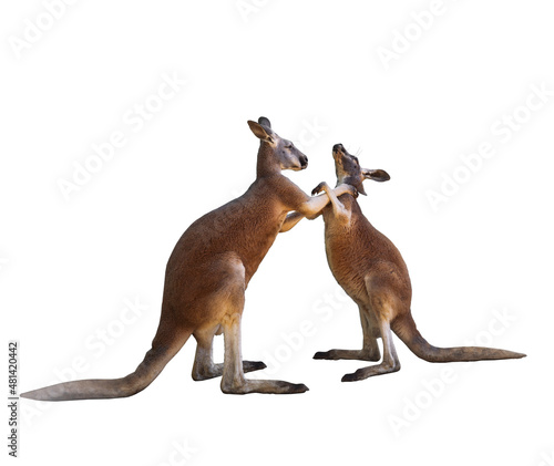 Clarification of relations. The fight of two red kangaroos on a white background is isolated