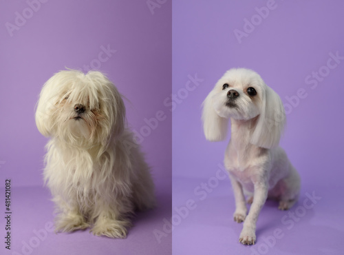 Dog grooming theme before and after result. White maltese dog before and after groom his hair. Pet salon. Dog's hygiene care. Dog on purple background. Copy space