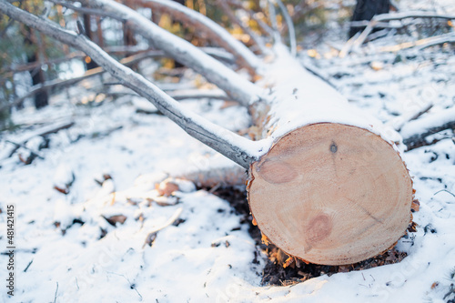 Fotografija fallen pine on the snow, cleaning overmature trees in the forest