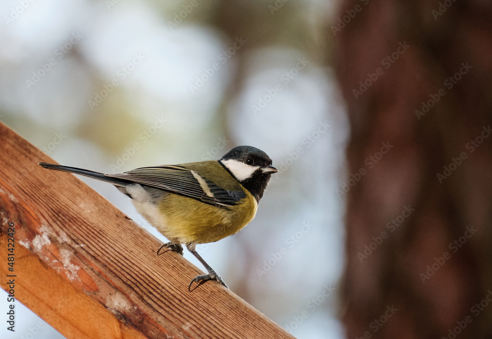 Fototapeta premium great tit sitting on a wooden fence