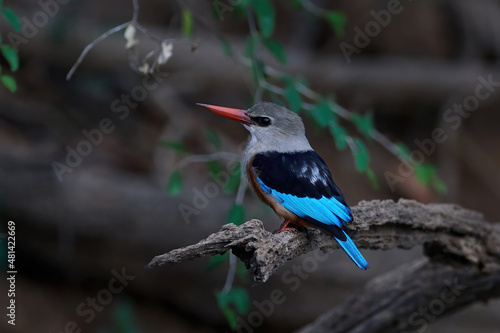 Bilde på lerret Grey-headed kingfisher (Halcyon leucocephala)