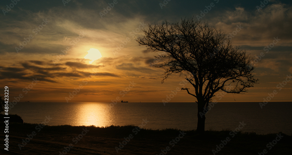 Drone flying tree silhouette at golden sunset reflecting at sea water surface.