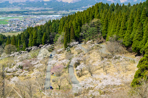 千本桜と街並み風景・山並み風景
Senbonzakura and cityscape / mountain scenery
高森峠千本桜(観光スポット)
Takamori Pass Senbonzakura (sightseeing spot)
日本2021年(春)撮影
Taken in 2021 (Spring), Japan
(九州・阿蘇郡高森町)
(Takamori Town, Aso) photo