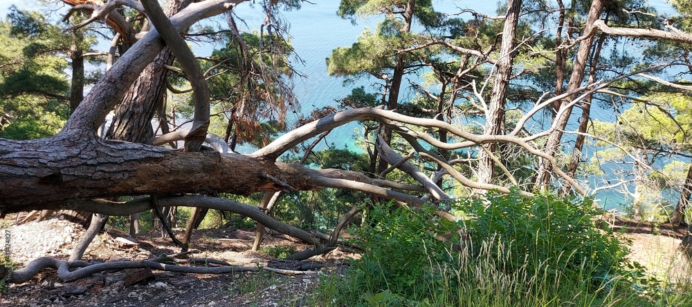 A huge wind-blown pine tree on the sea coast. Walks, nature, trails, trees. A huge wind-blown pine tree on the sea coast. Walks, nature, trails, trees.
