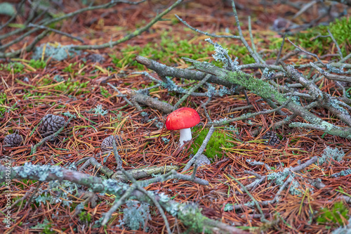 A single little Mushroom (fly agaric) has found its place between branches, lichens and myriads of pine needles photo