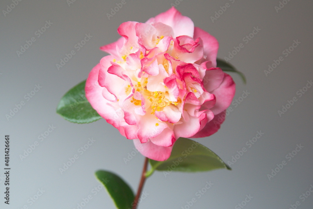 Blossom of camelia japonica, Japanese camellia with pink - white big flowers, on grey background Blossom of camelia japonica, Japanese camellia with pink - white big flowers, on grey background