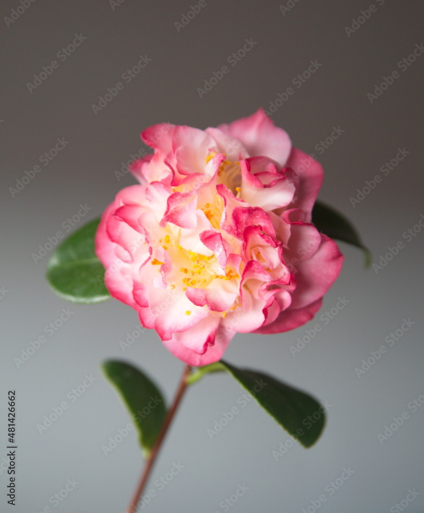 Blossom of camelia japonica, Japanese camellia with pink - white big flowers, on grey background Blossom of camelia japonica, Japanese camellia with pink - white big flowers, on grey background