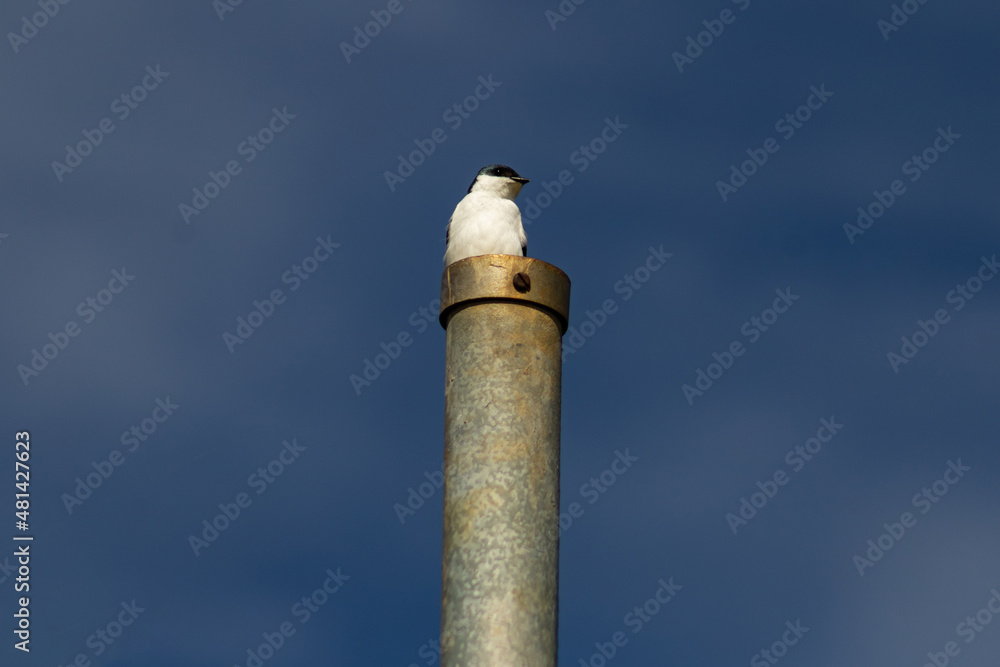 Um pássaro empoleirado em uma estaca de metal com céu azul ao fundo.